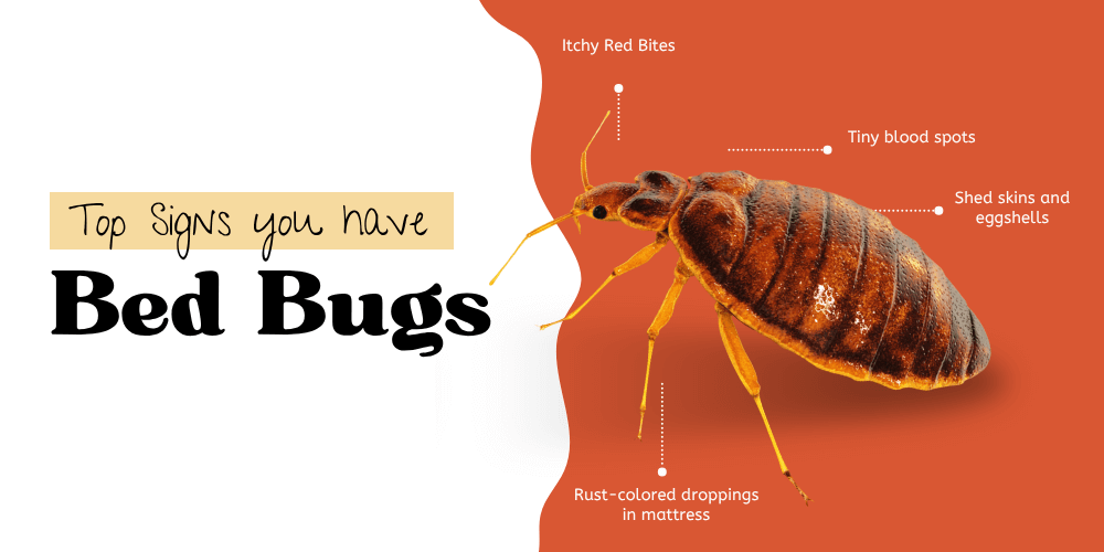 Signs You Have Bed Bugs