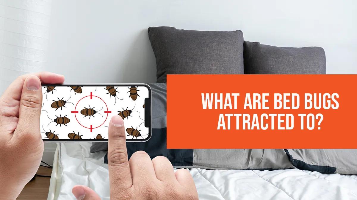 What are bed bugs attracted to?