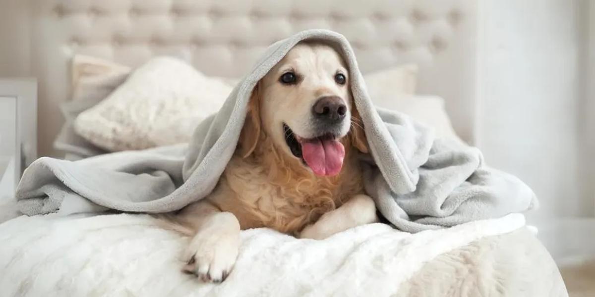 The Importance of Family & Pet-Safe Solutions