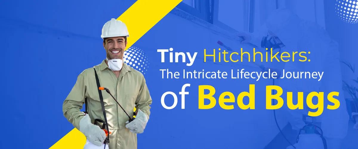 Tiny Hitchhikers- The Intricate Lifecycle Journey of Bed Bugs
