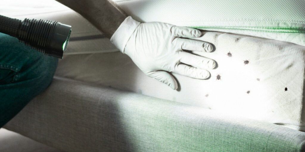 When to Schedule a Bed Bug Inspection Service