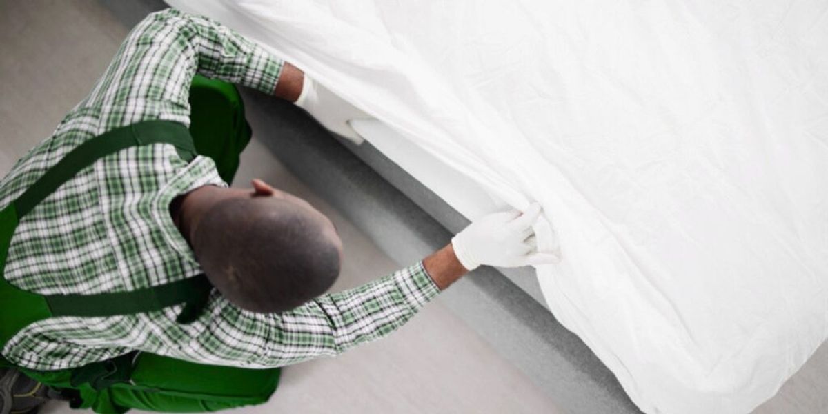 Bed bug technician examining baseboards and outlets for bed bug activity