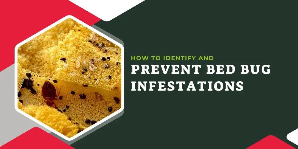 How to Identify and Prevent Bed Bug Infestations