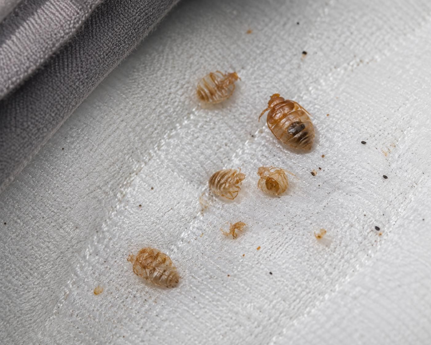 Spotting a Bed Bug Infestation in Your Home