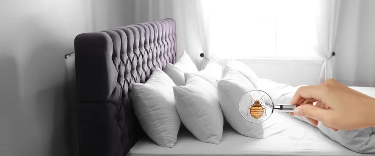 Risks of DIY Bed Bug Treatment
