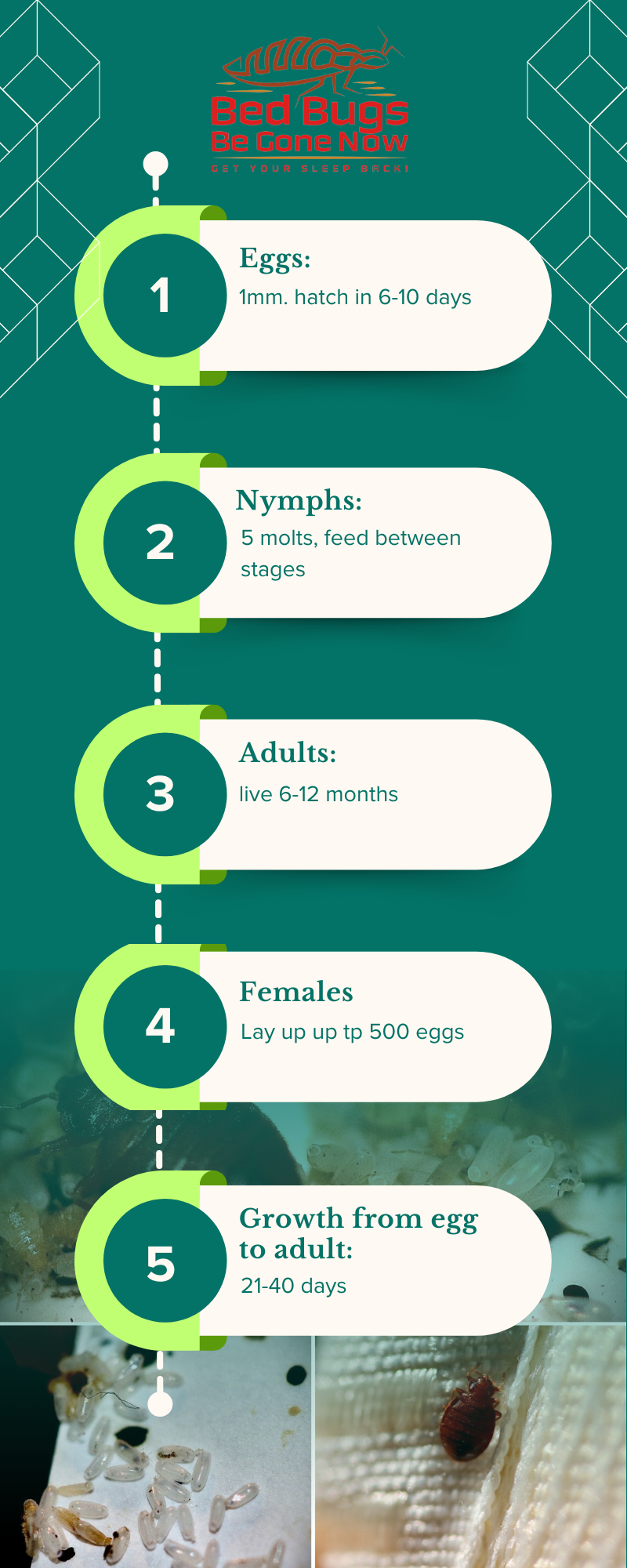 Bed Bug Life Cycle Explained (Body)