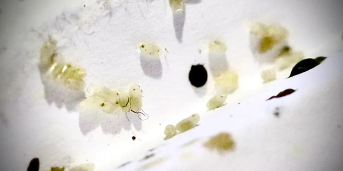 Identifying Early Signs of Bed Bugs