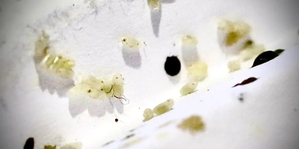 Identifying Early Signs of Bed Bugs
