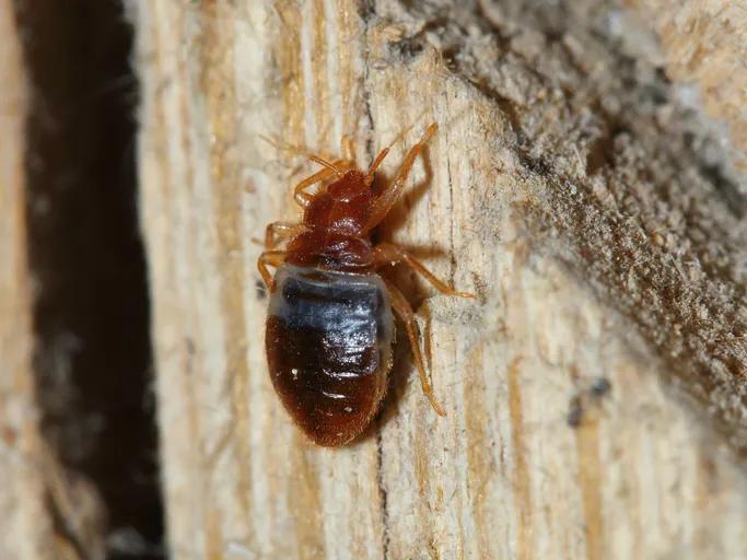 Trusted Bed Bug Elimination Experts in Illinois And Wisconsin Area