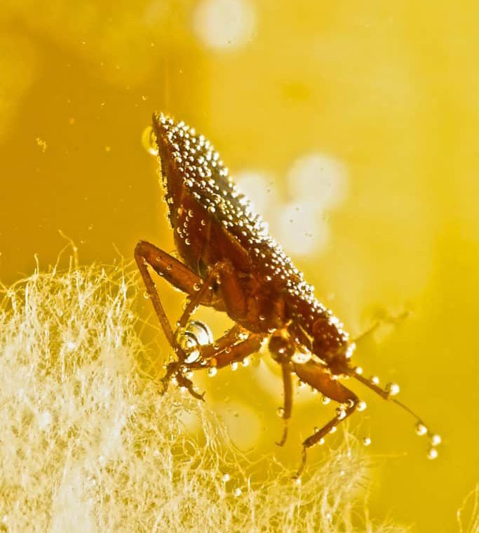How Aprehend Works to Eliminate Bed Bugs