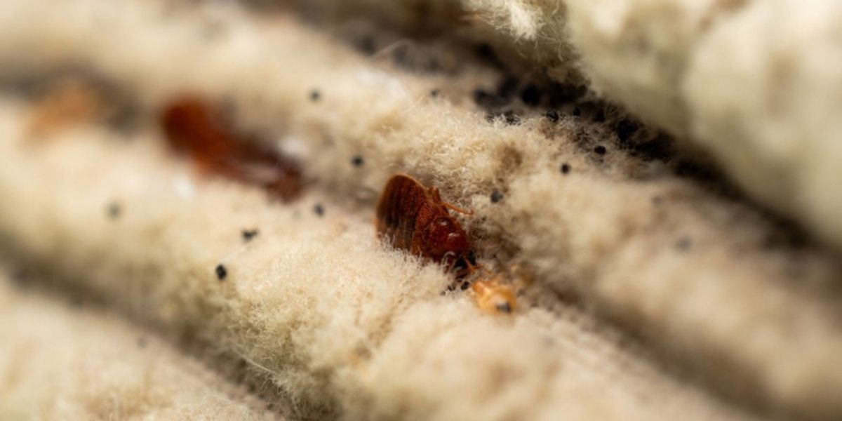 Bed bugs on crevices showing early signs of infestation