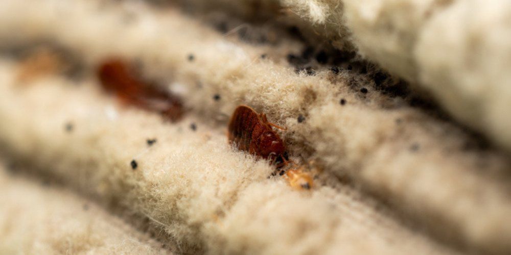 Bed bugs on crevices showing early signs of infestation