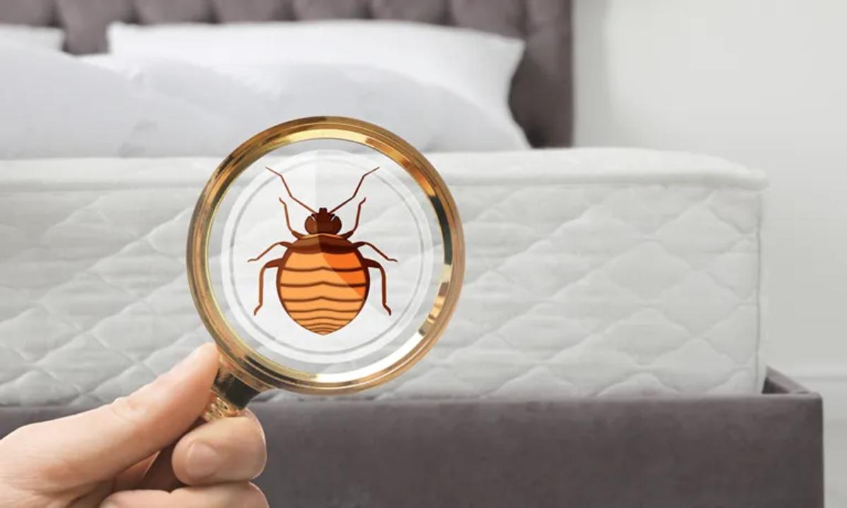 Other Bed Bug Myths and Facts