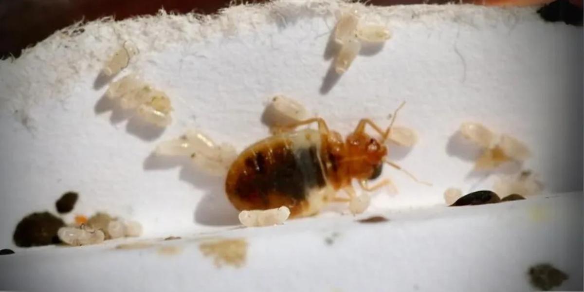 Understanding Bed Bugs