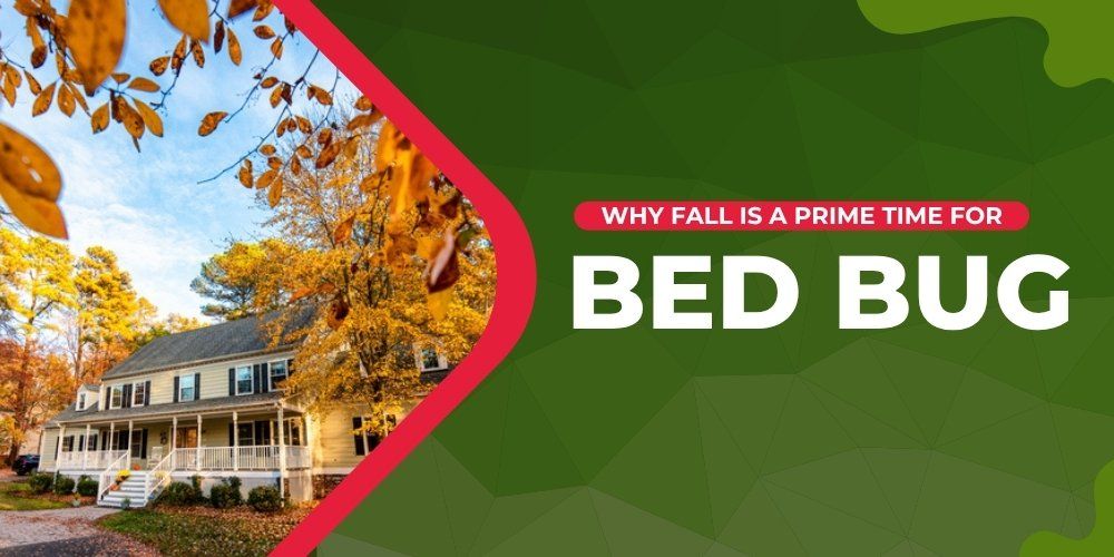 Why Fall Is a Prime Time for Bed Bugs