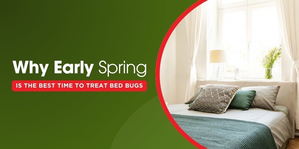 Why Early Spring Is the Best Time to Treat Bed Bugs