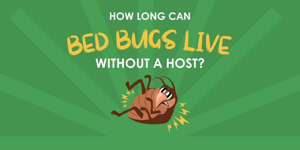 How Long Can Bed Bugs