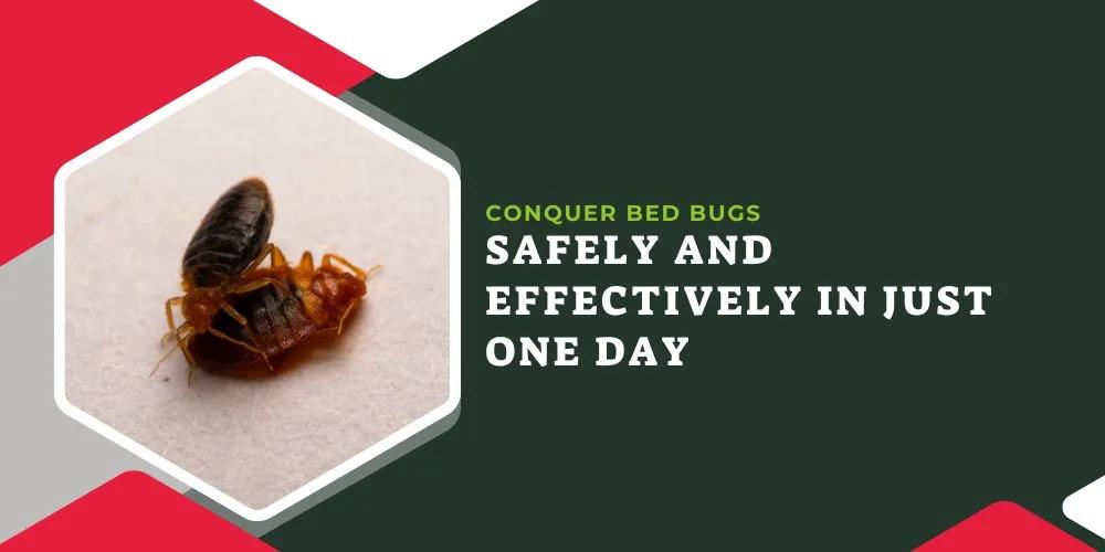 Conquer Bed Bugs Safely and Effectively in Just One Day