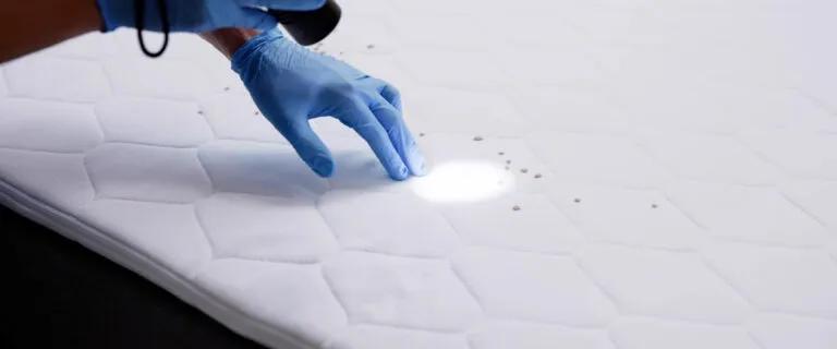 bed bug inspection
