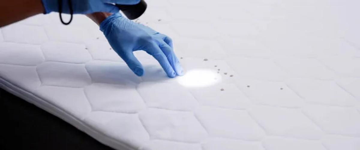 The Professional Bed Bug Treatment Process
