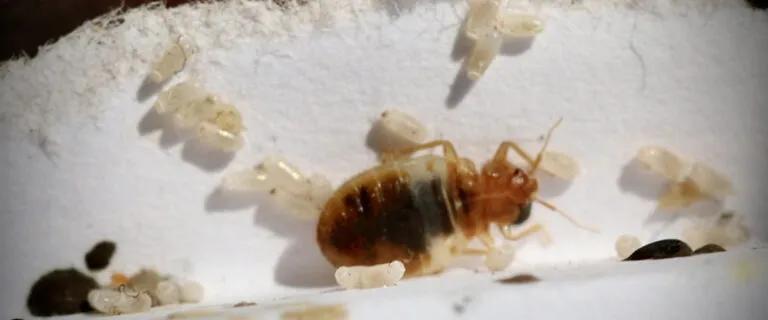 Bed Bug Blitz- Chemical Tactics