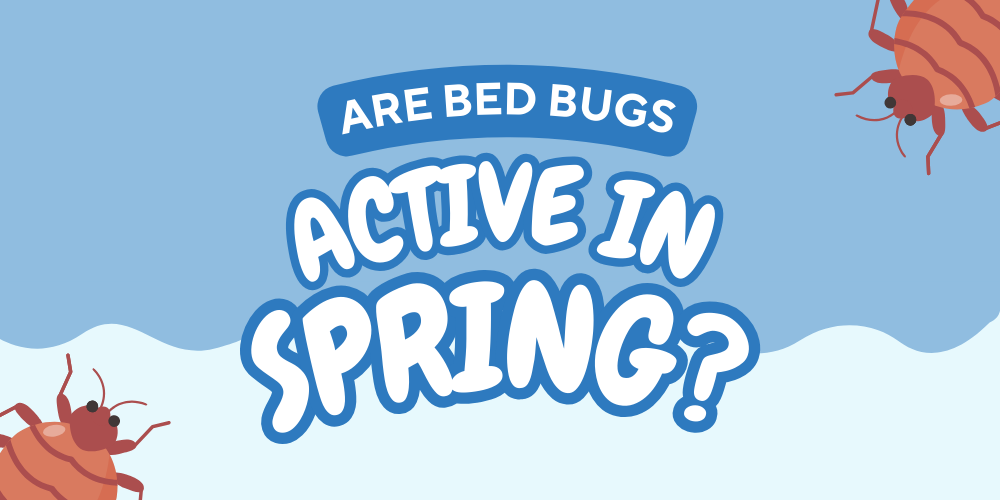 Are Bed Bugs Active in Spring