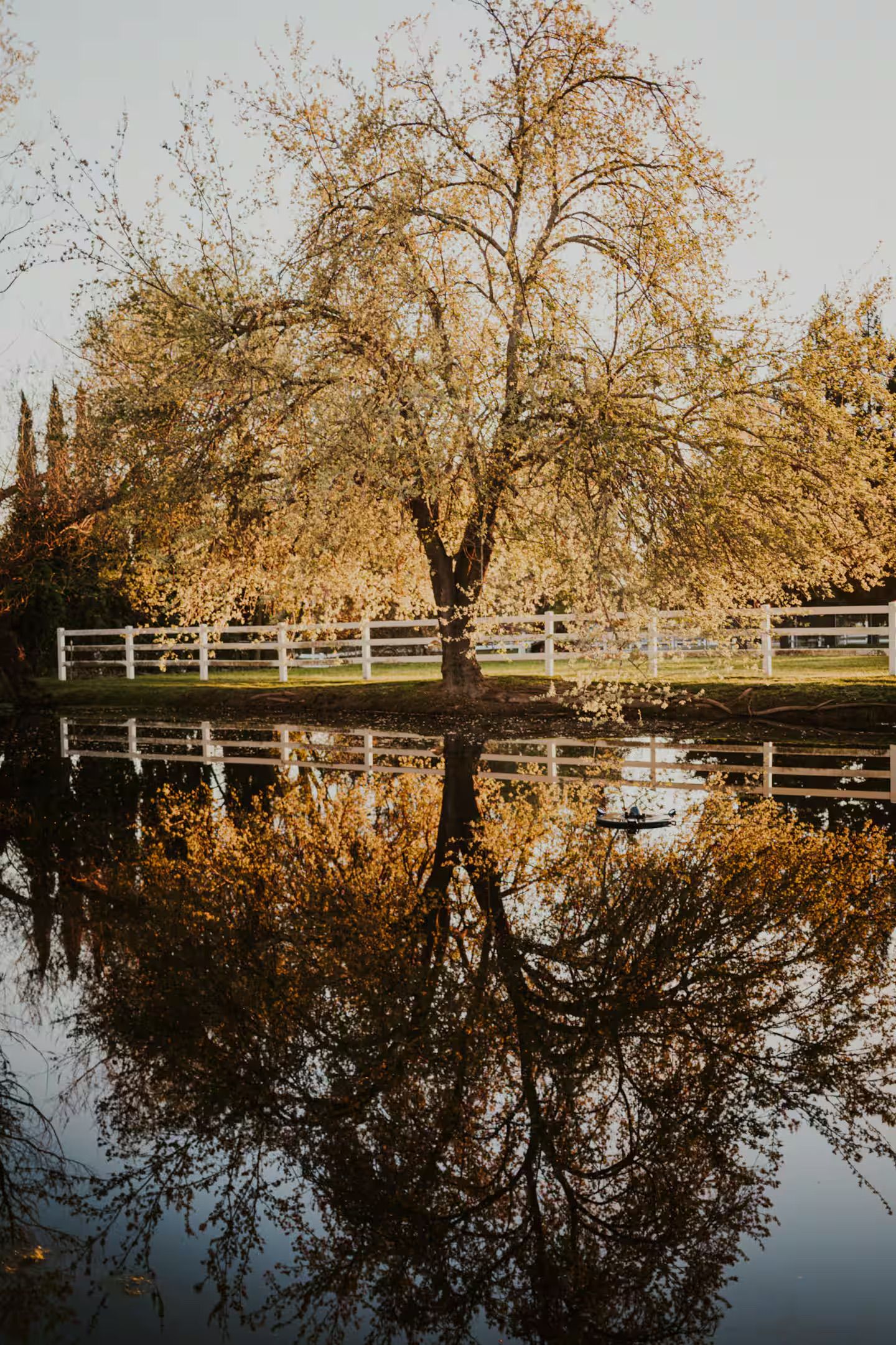 Perry Brook Farms - The Pond & Tree