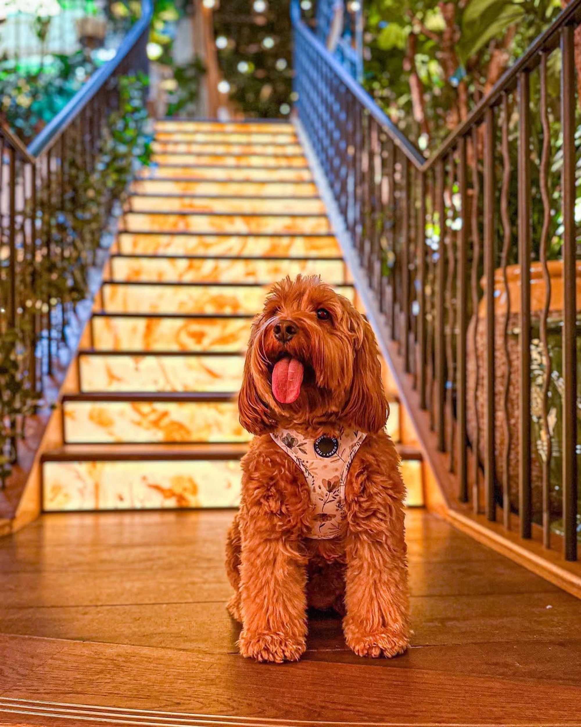 Our Big Mamma restaurants in UK are dog-friendly