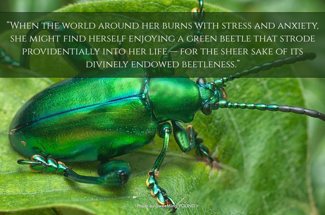 29. Light a Slow Fire, Observe Green Beetles