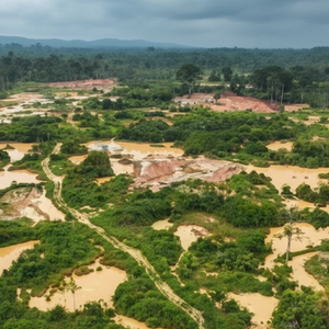 Forest Conservation - Image 2