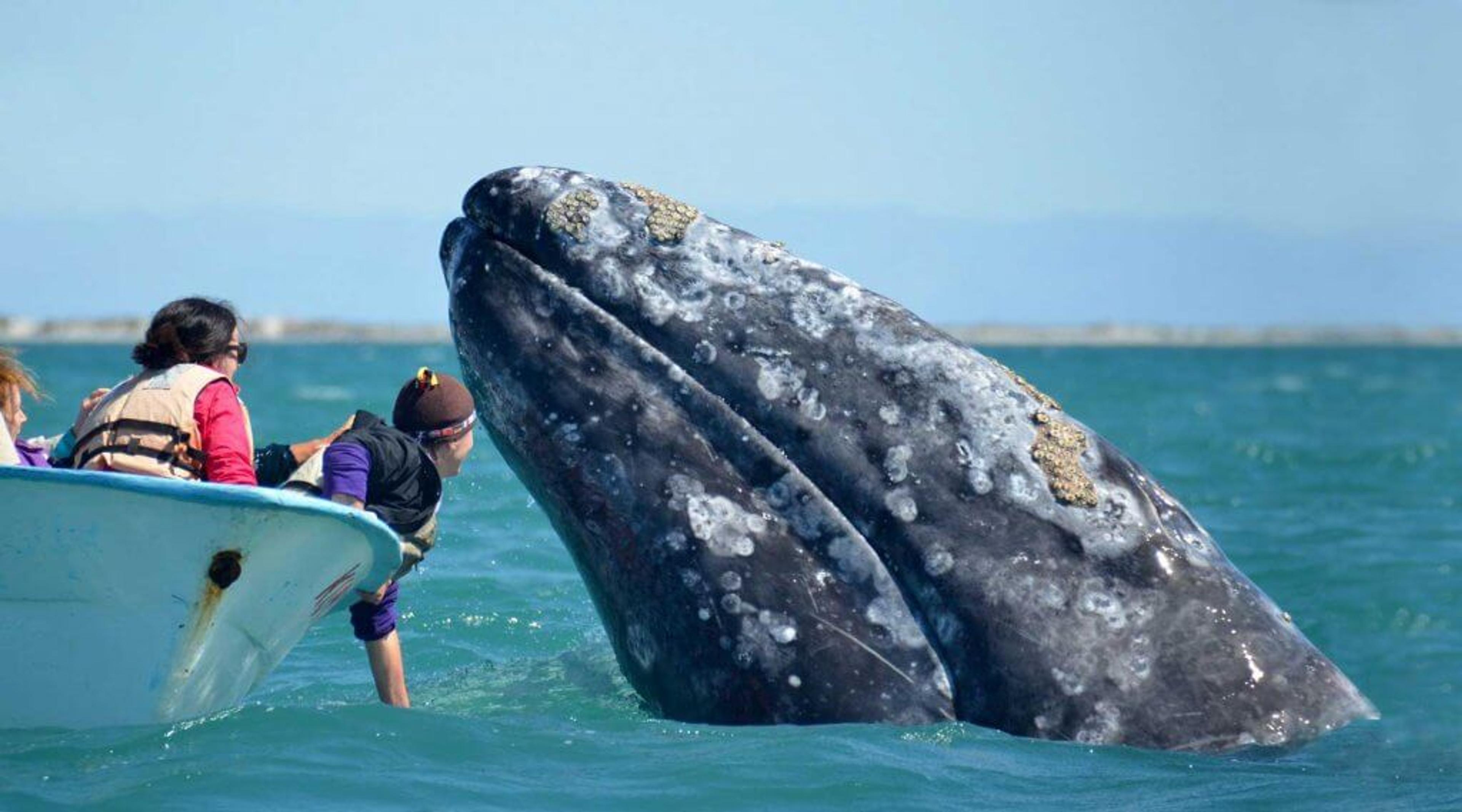 Gray whale