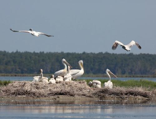 DIVJAKË-KARAVASTA NATIONAL PARK 5