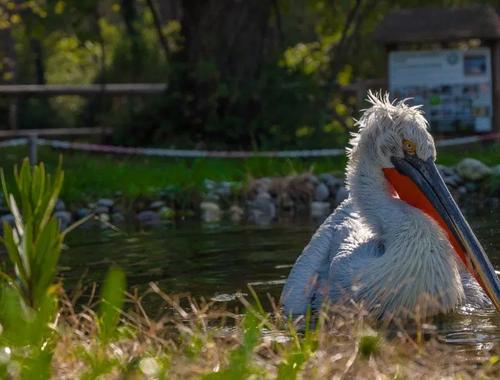 DIVJAKË-KARAVASTA NATIONAL PARK 4