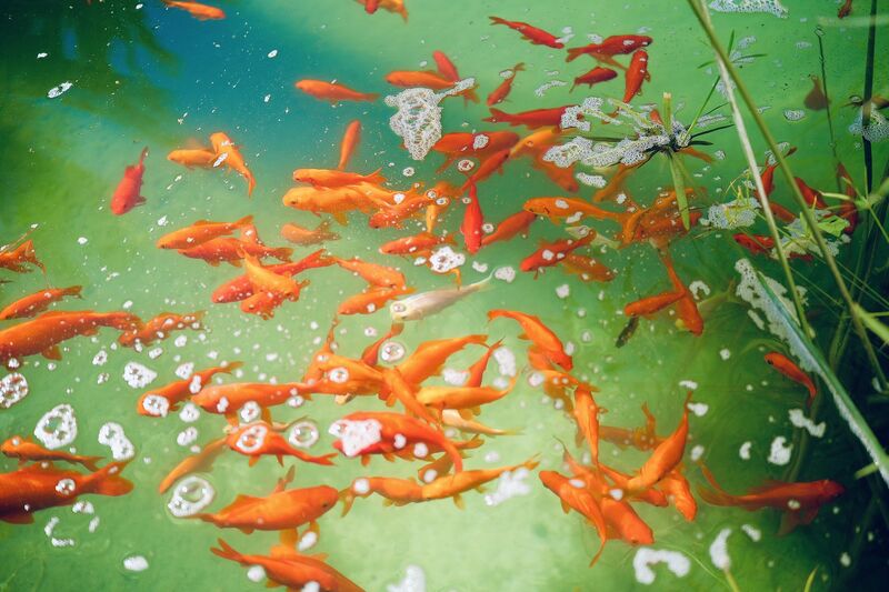 Trop de cadres exécutifs et dirigeants ne savent pas comment chercher un poste