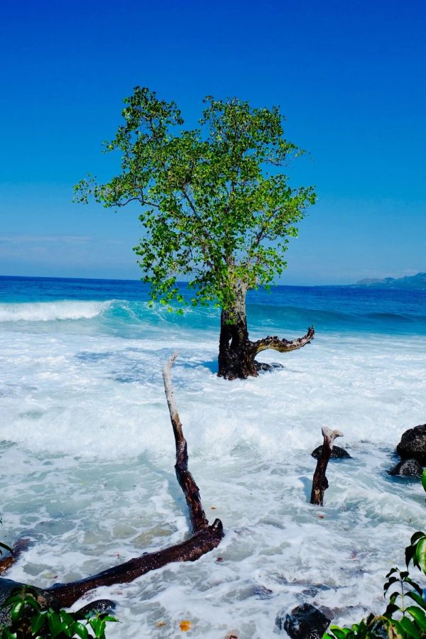 Arbre dans l'océan — résilience