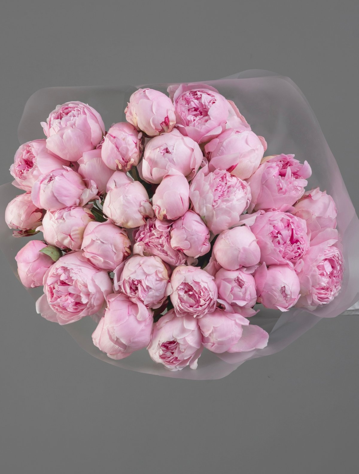 букет из 31 пиона Sarah Bernhardt