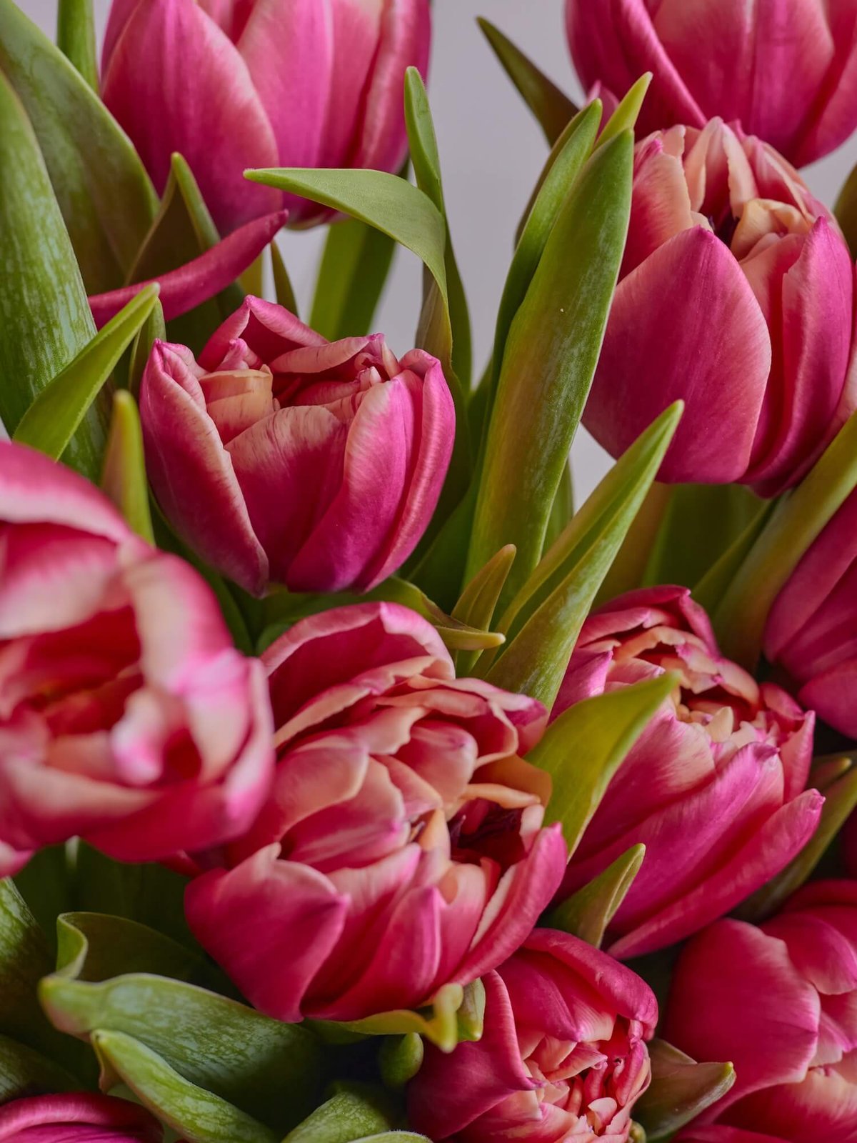 букет из 25 тюльпанов Coral