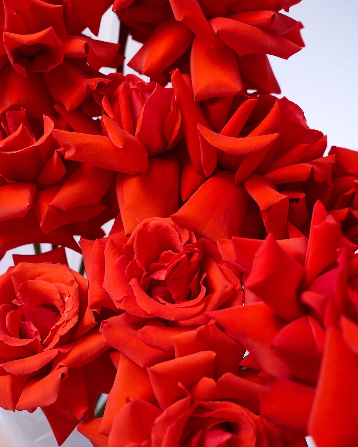 букет из 15 роз Nina