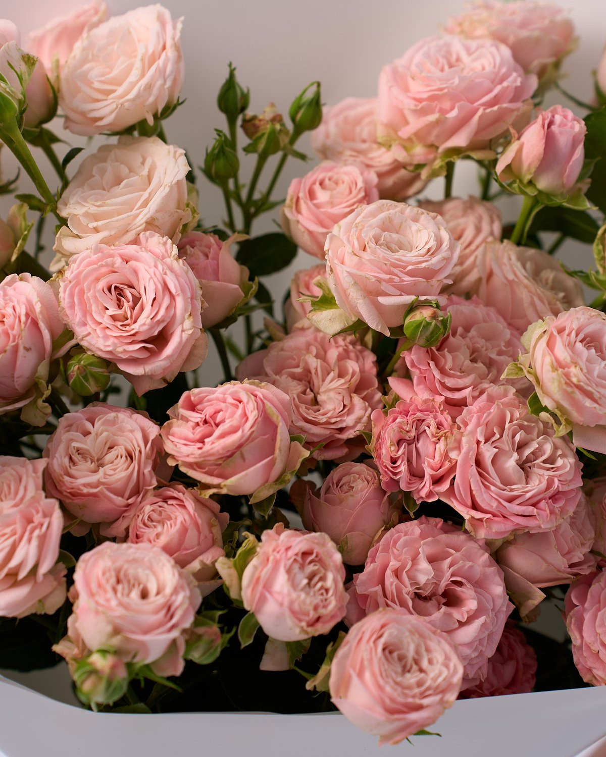 букет из 11 кустовых пионовидных роз Bombastic