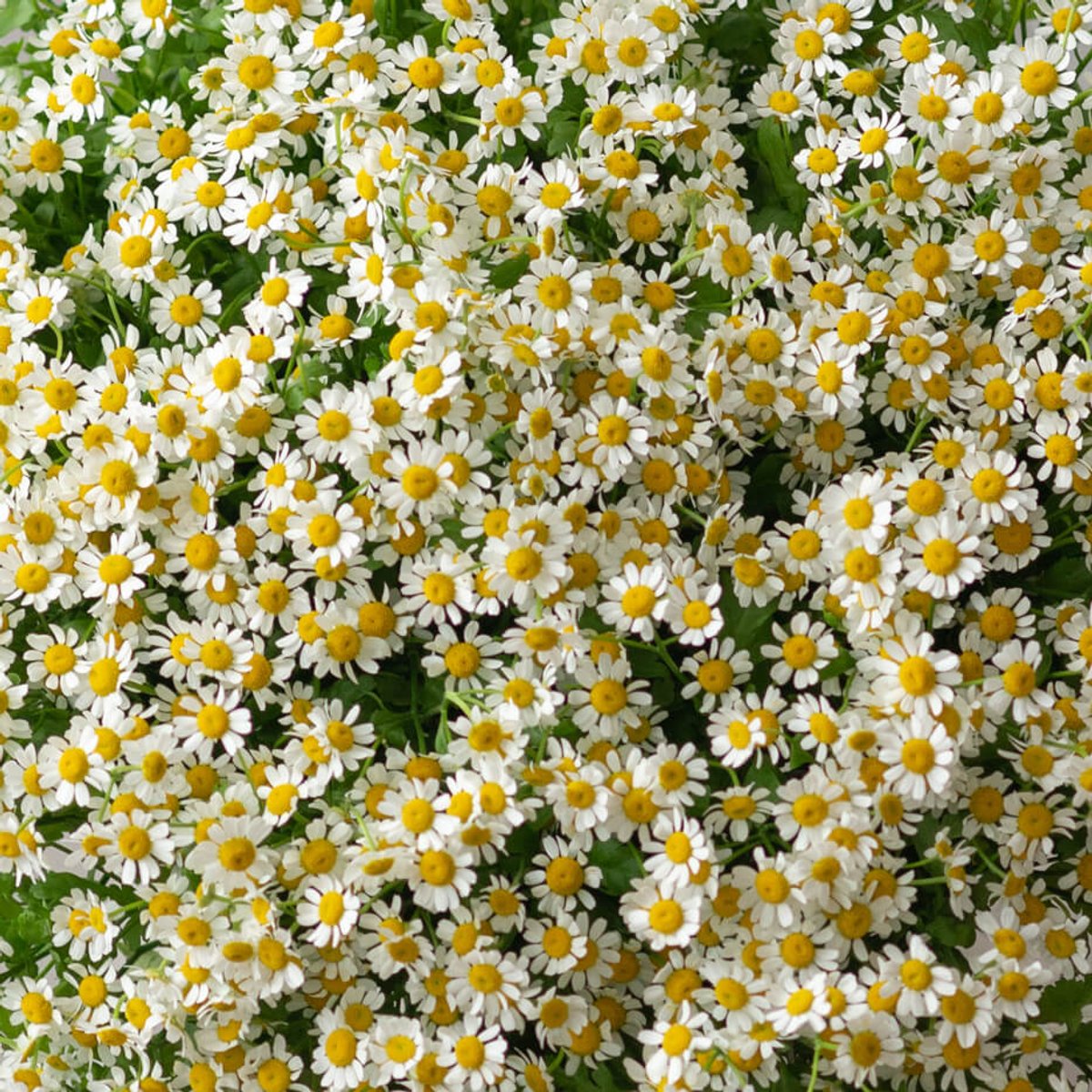 букет из 25 ромашек