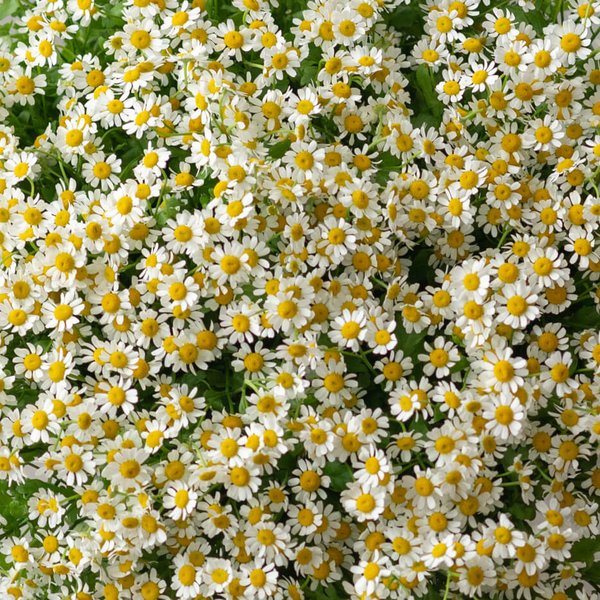 букет ромашек Chamomile (25) — вид 2