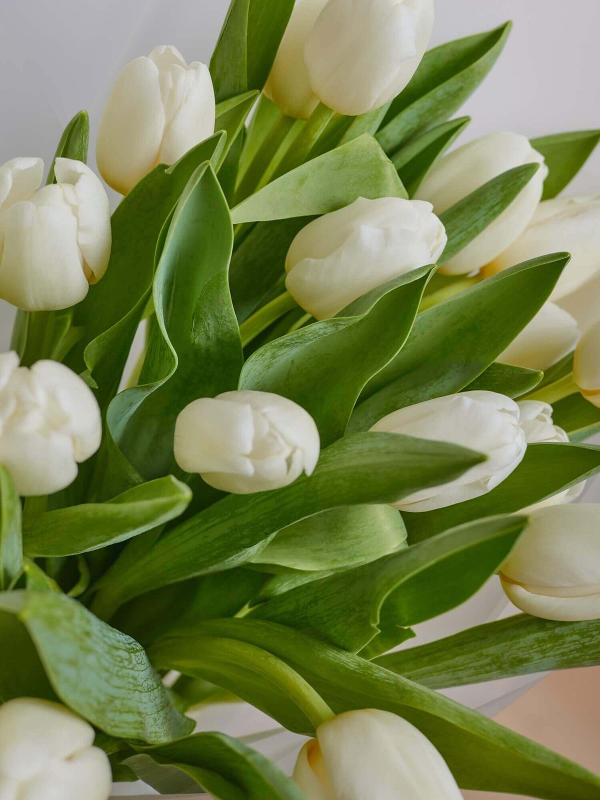 букет из 25 тюльпанов Antarctica