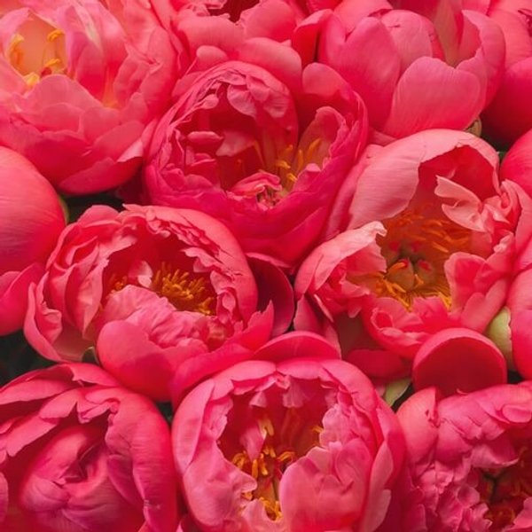 букет из 7 пионов Coral — вид 2