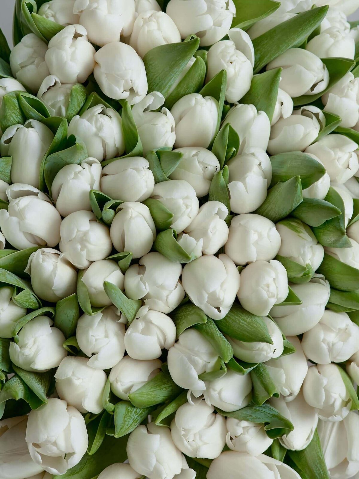 букет из 101 тюльпана Antarctica