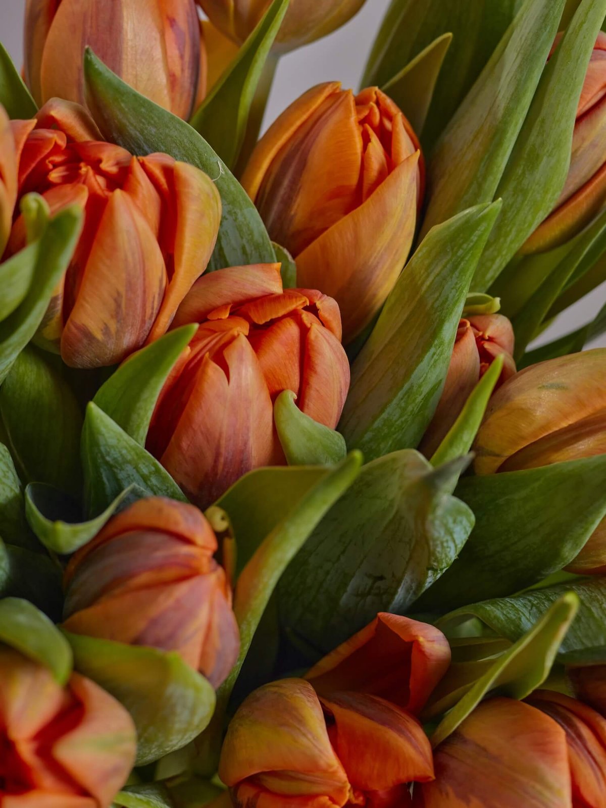 букет из 25 тюльпанов Orange