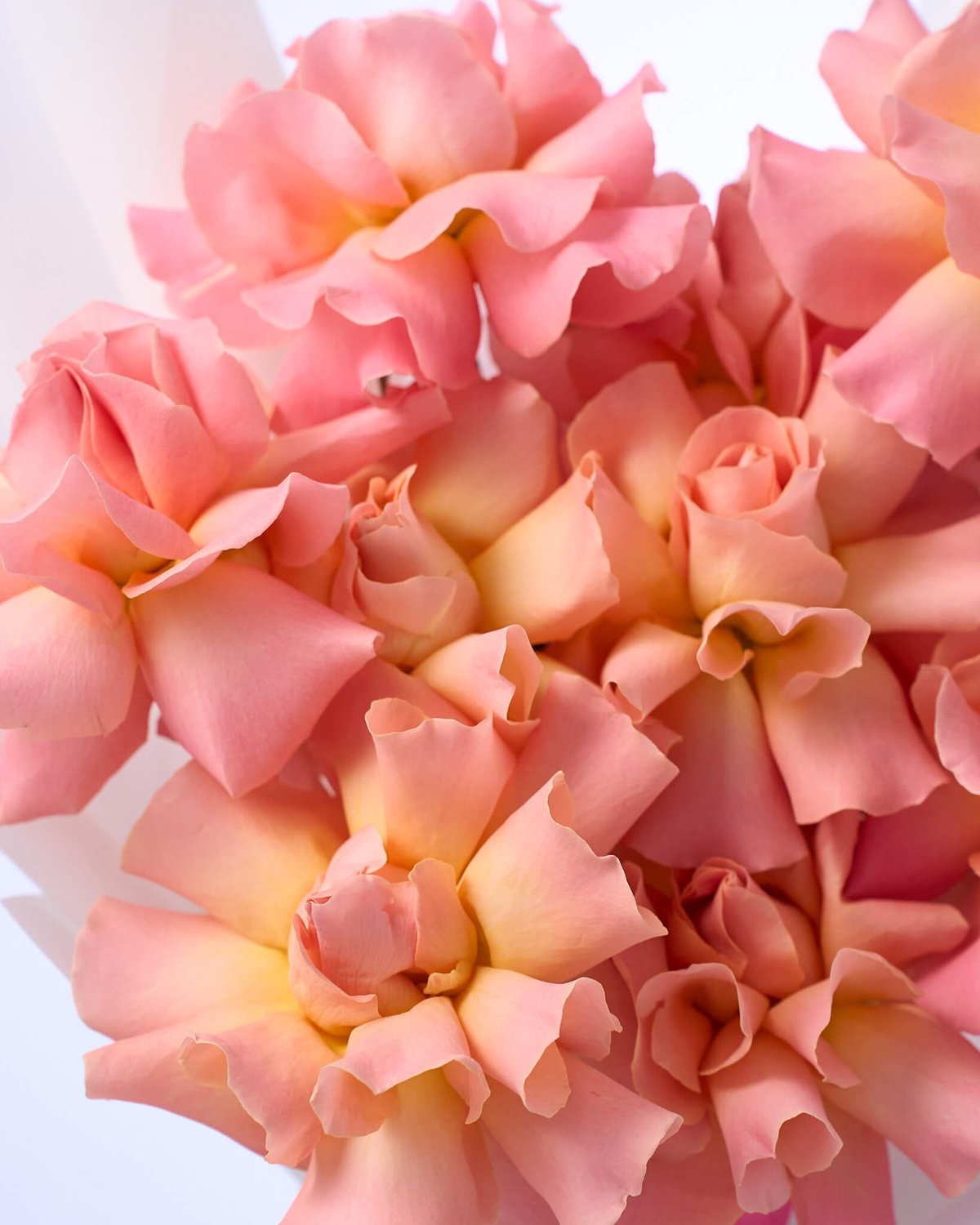 букет из 9 роз Hermosa