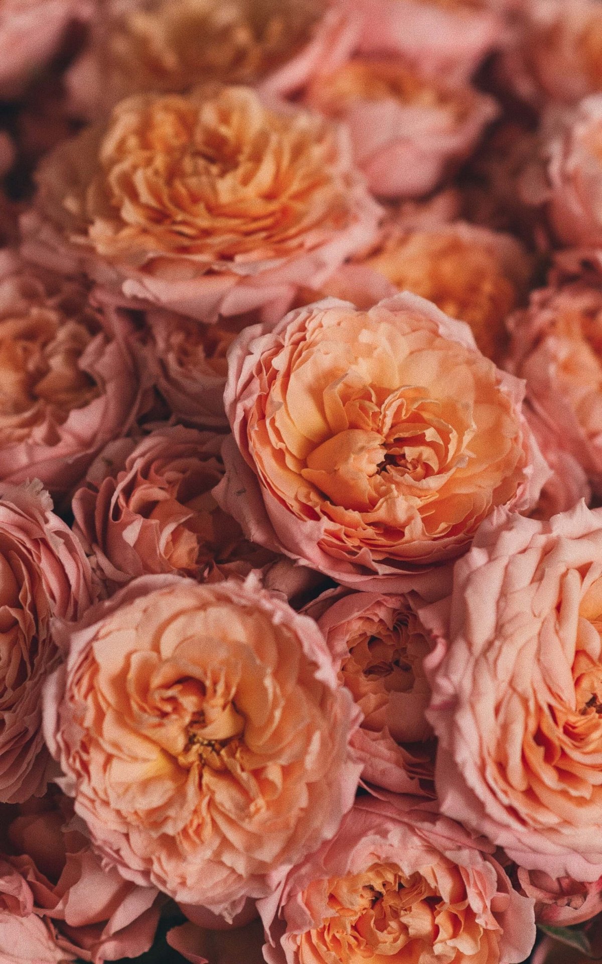 букет из 19 кустовых пионовидных роз Juliet