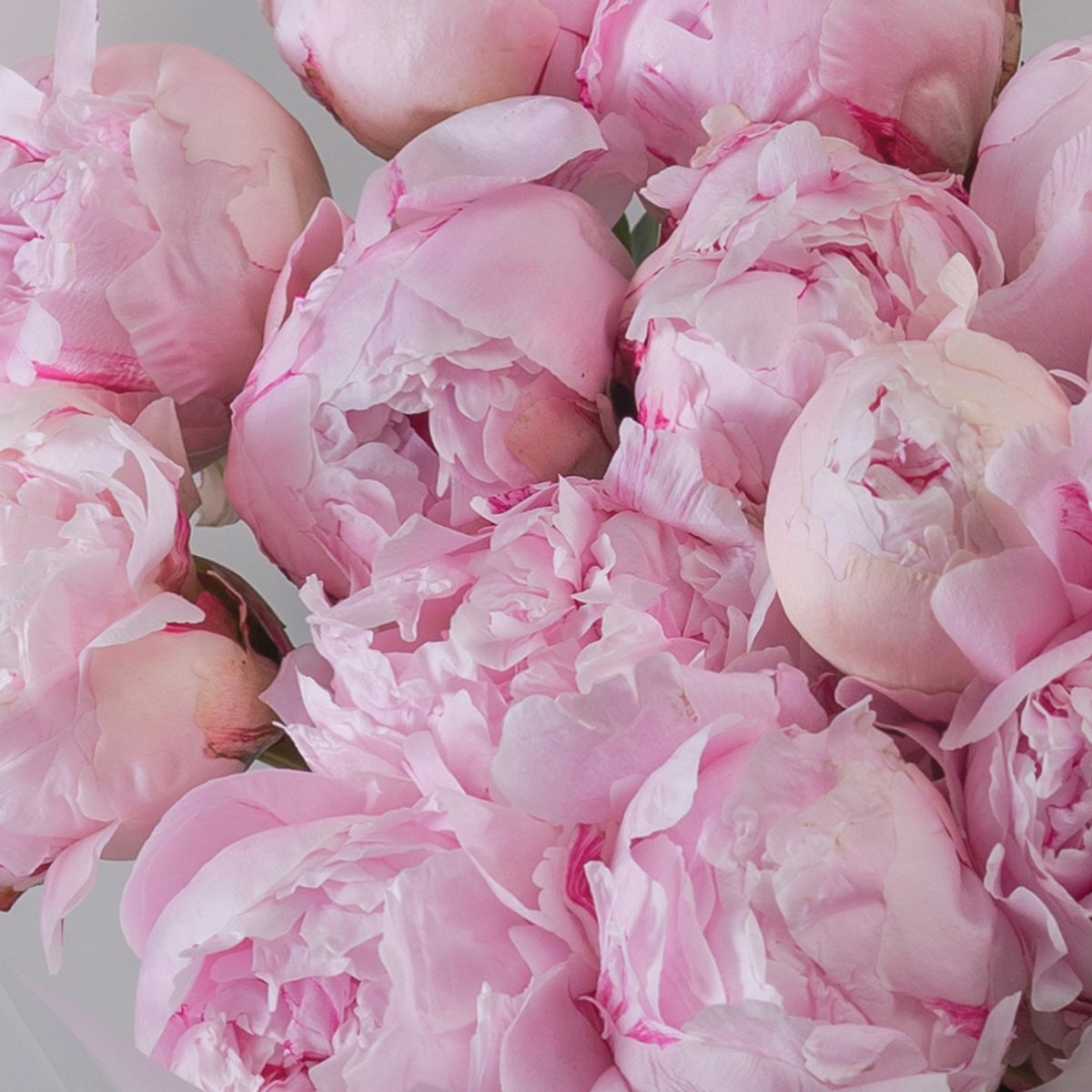 букет из 101 пиона Sarah Bernhardt