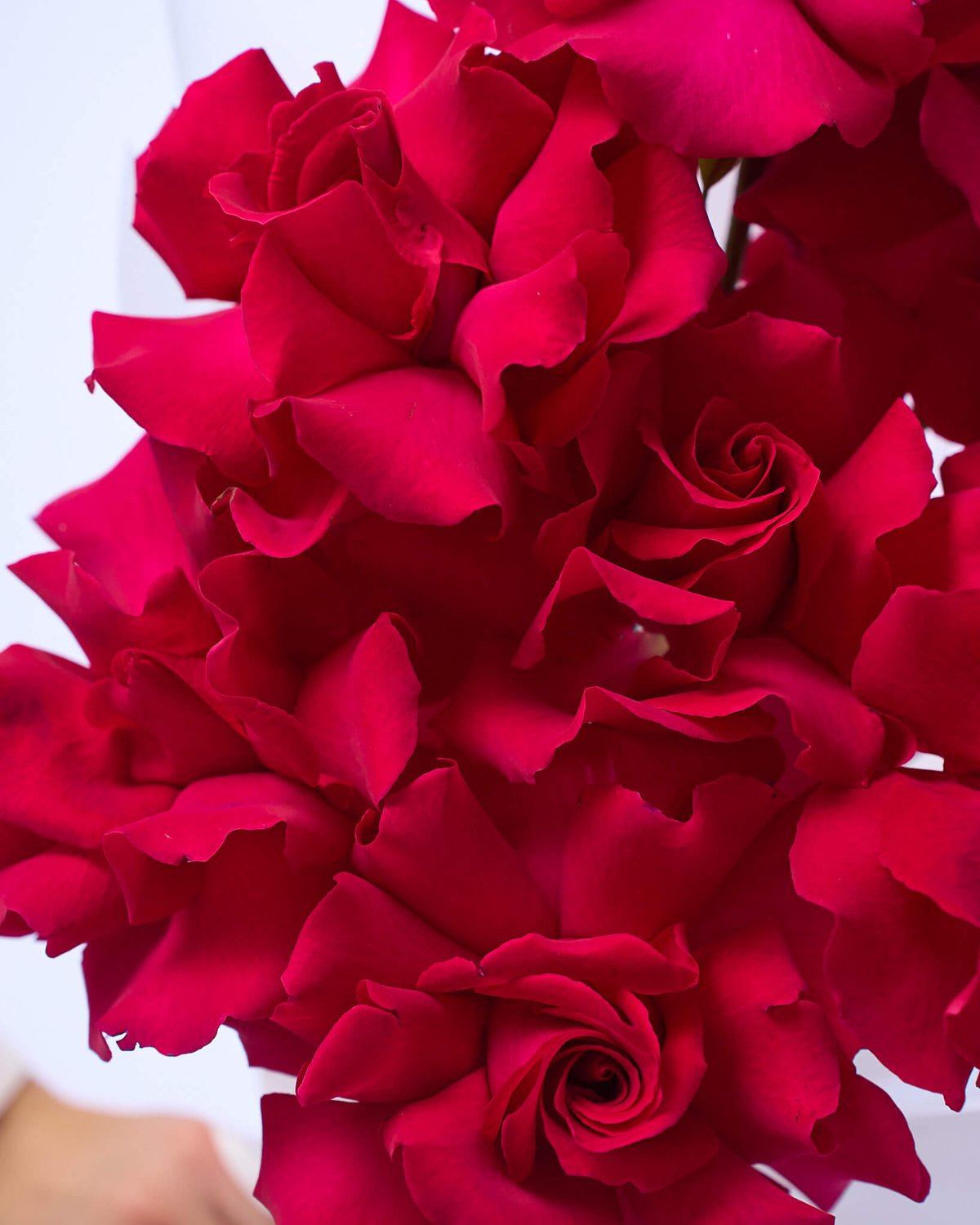 букет из 9 роз Pink Floyd