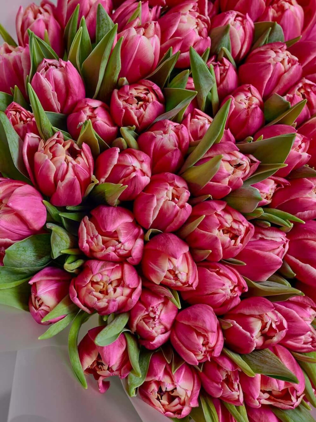 букет из 101 тюльпана Coral